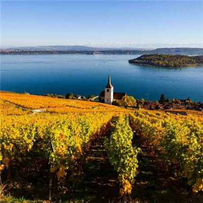 英雄联盟外围押注官网