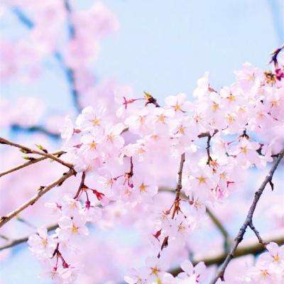 完美娱乐官网下载